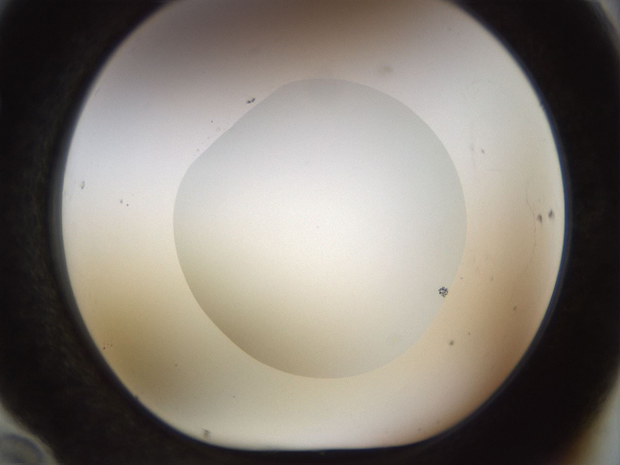 folderID515_plateID1515_batchID5948_wellNum70_profileID1_d1_r96539_ef.jpg