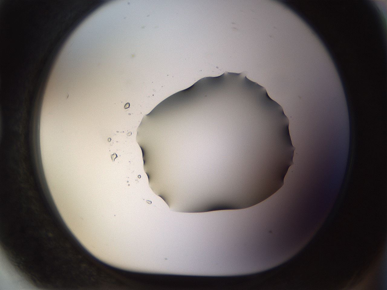 folderID515_plateID1515_batchID5948_wellNum81_profileID1_d1_r96561_ef.jpg