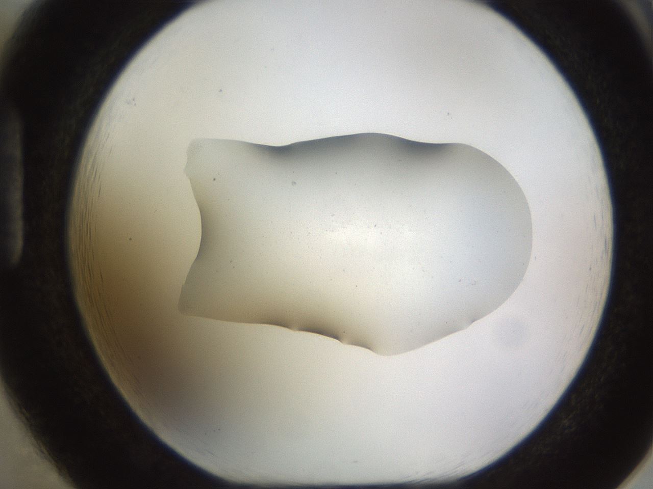 folderID515_plateID1515_batchID5948_wellNum85_profileID1_d1_r96569_ef.jpg