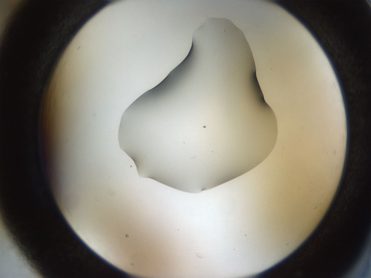 folderID515_plateID1515_batchID5948_wellNum85_profileID1_d2_r96570_ef.jpg