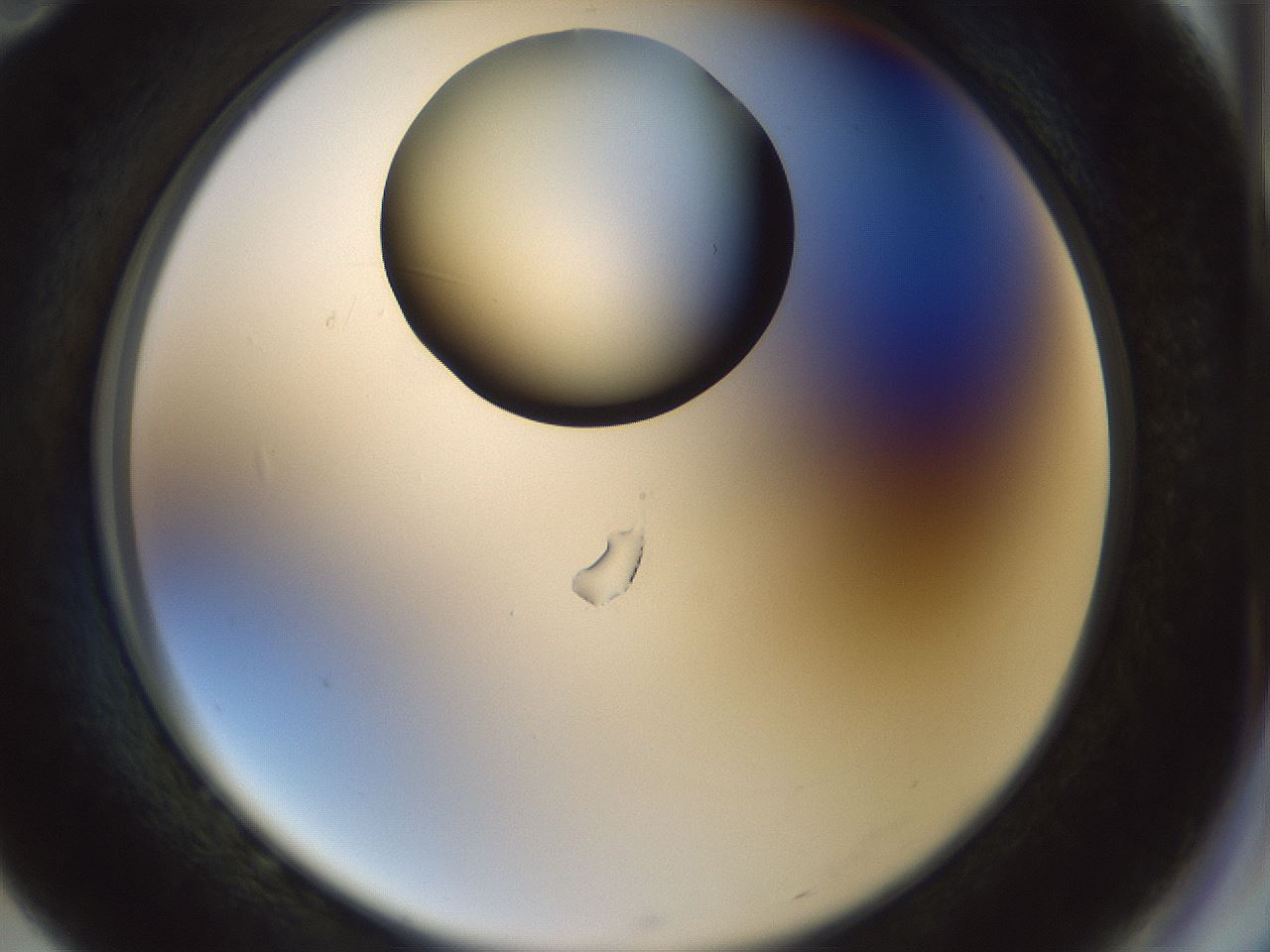 folderID514_plateID1514_batchID5855_wellNum82_profileID1_d2_r96756_ef.jpg