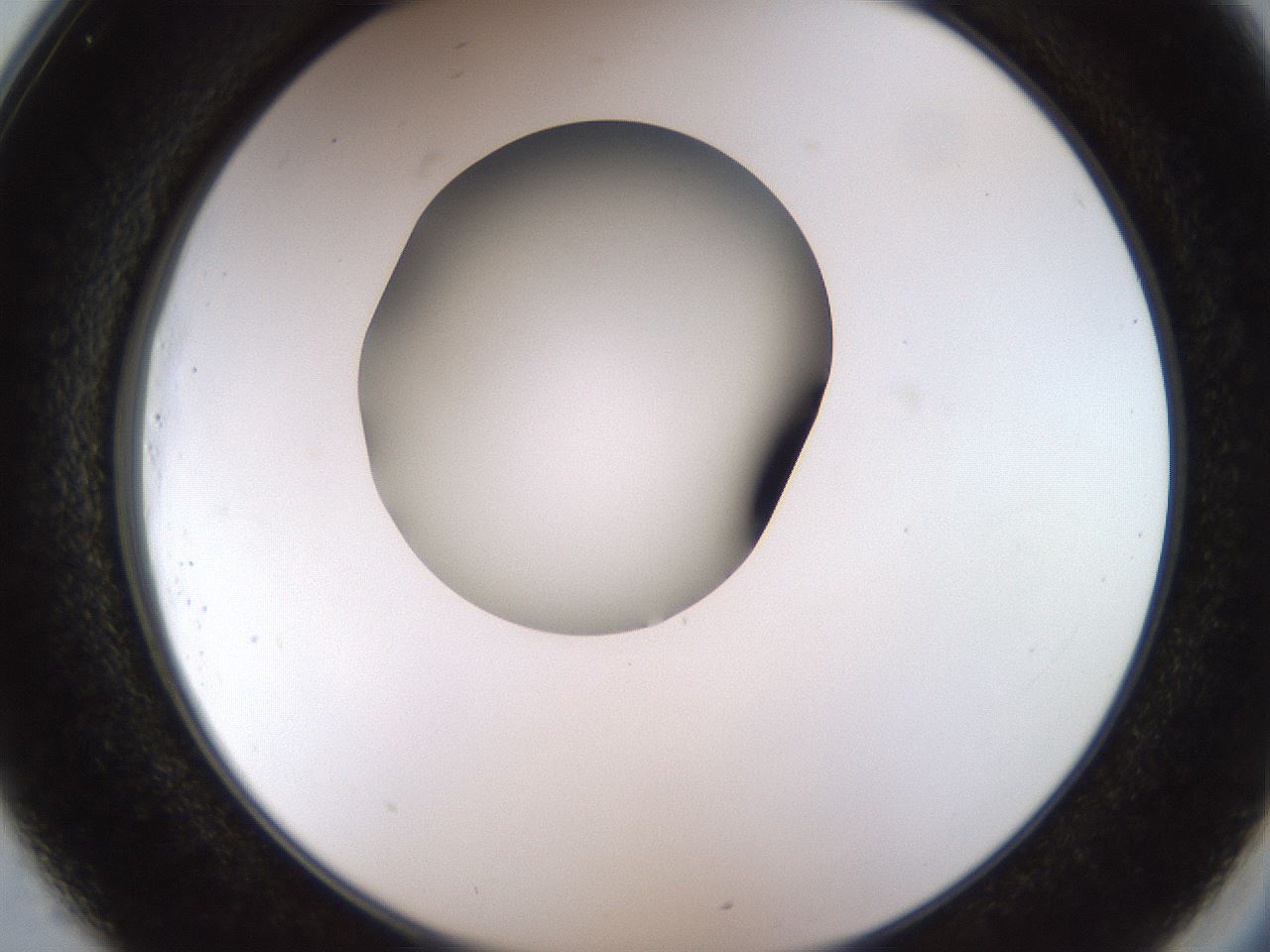 folderID515_plateID1515_batchID5948_wellNum25_profileID1_d2_r96450_ef.jpg