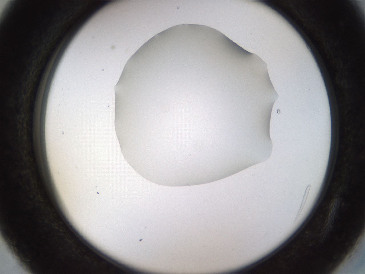 folderID515_plateID1515_batchID5948_wellNum27_profileID1_d2_r96454_ef.jpg