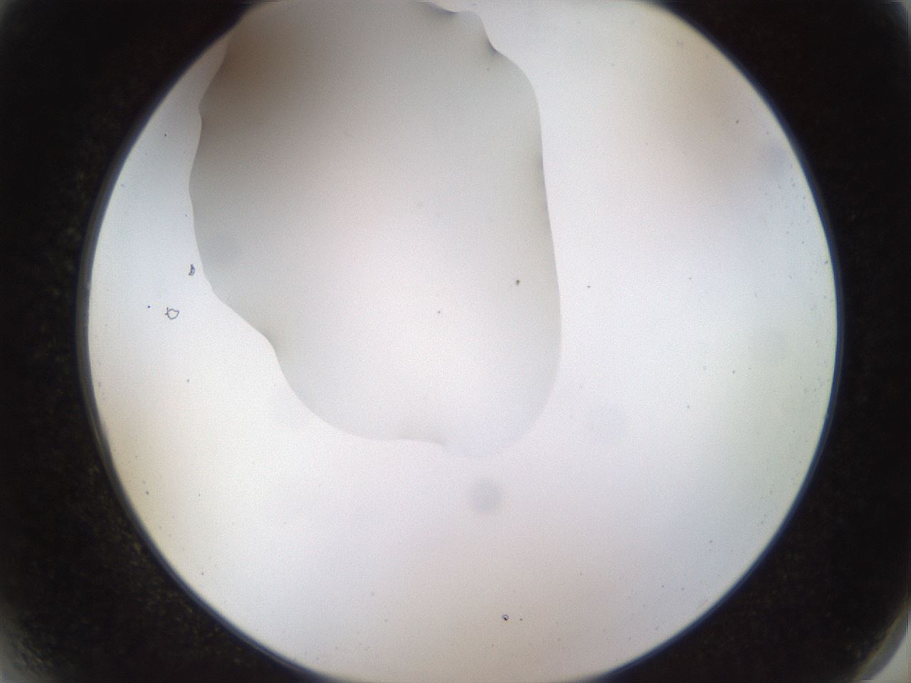 folderID515_plateID1515_batchID5948_wellNum2_profileID1_d2_r96404_ef.jpg