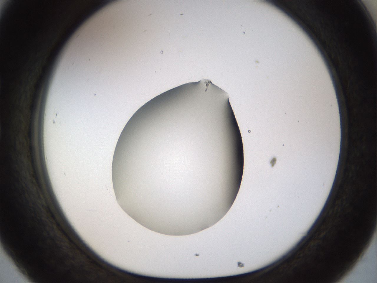 folderID515_plateID1515_batchID5948_wellNum32_profileID1_d1_r96463_ef.jpg