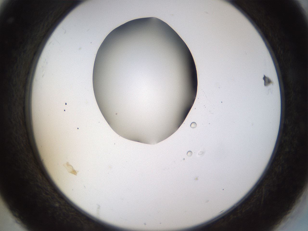 folderID515_plateID1515_batchID5948_wellNum32_profileID1_d2_r96464_ef.jpg