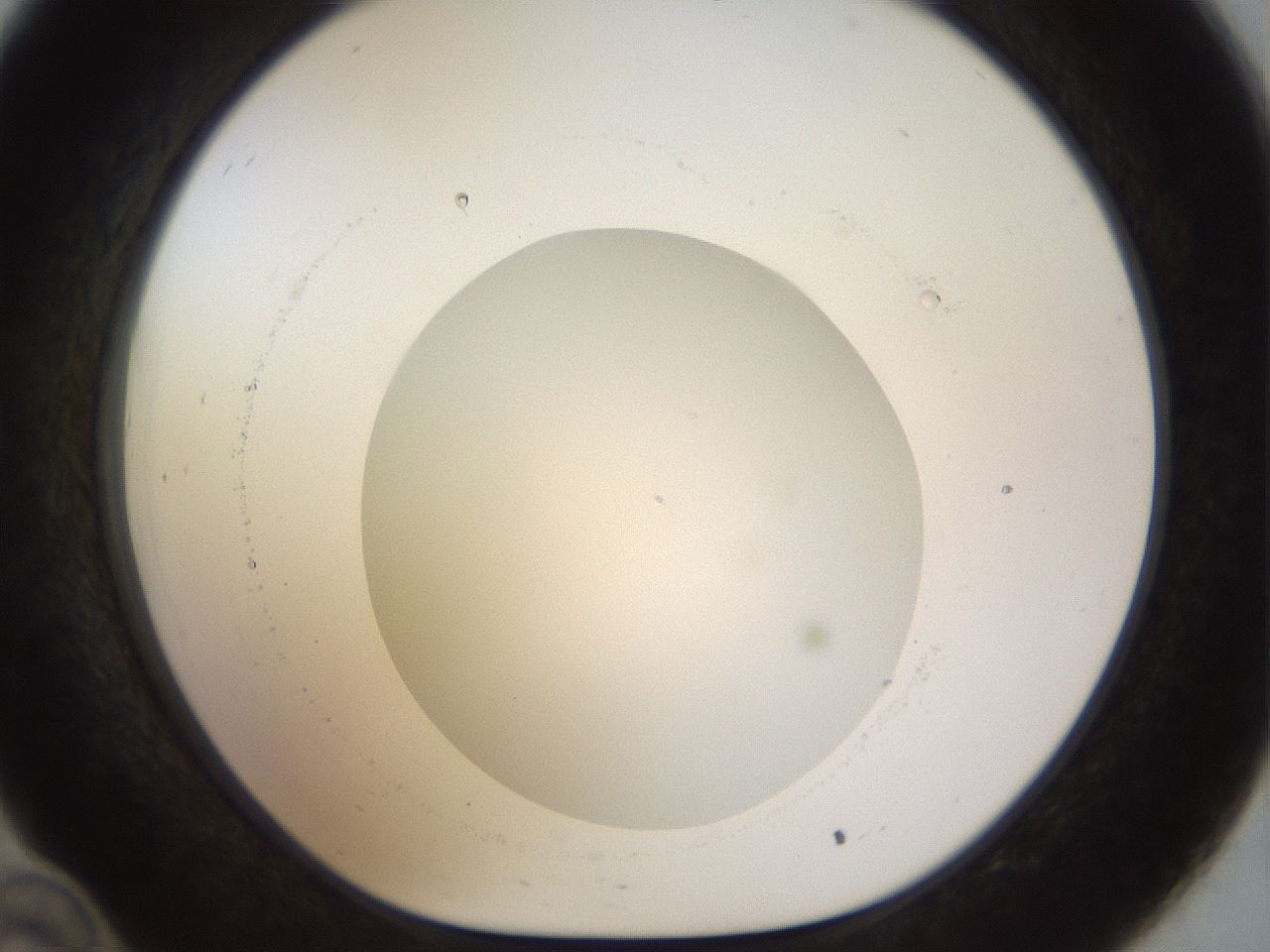 folderID515_plateID1515_batchID5948_wellNum34_profileID1_d1_r96467_ef.jpg