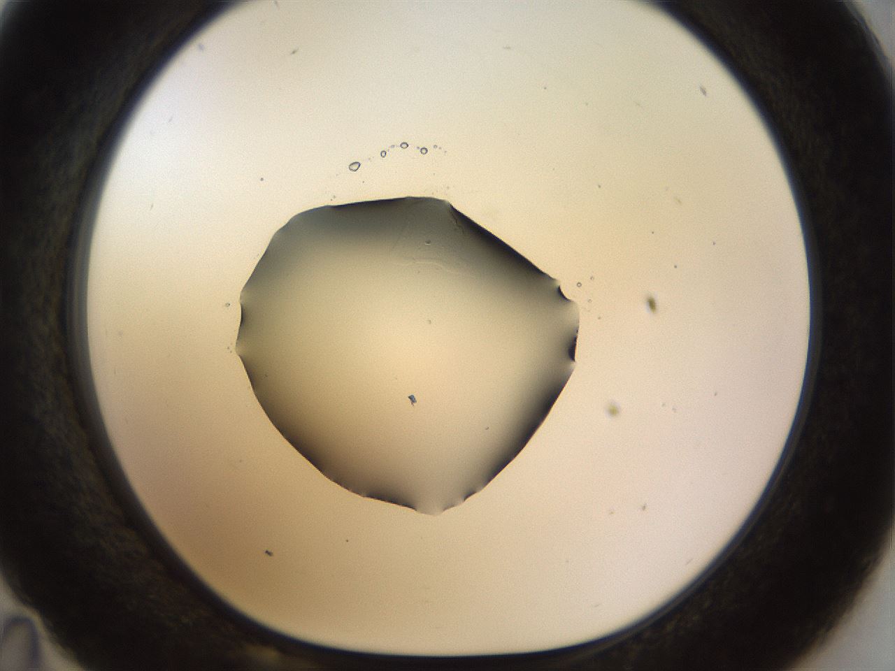 folderID515_plateID1515_batchID5948_wellNum35_profileID1_d1_r96469_ef.jpg