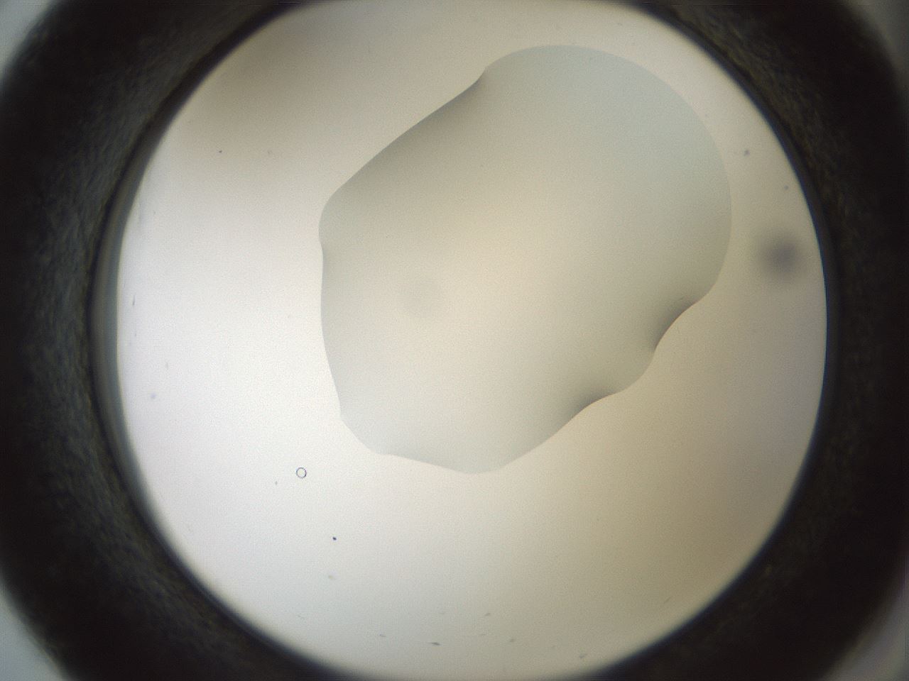 folderID514_plateID1514_batchID5855_wellNum51_profileID1_d2_r96694_ef.jpg