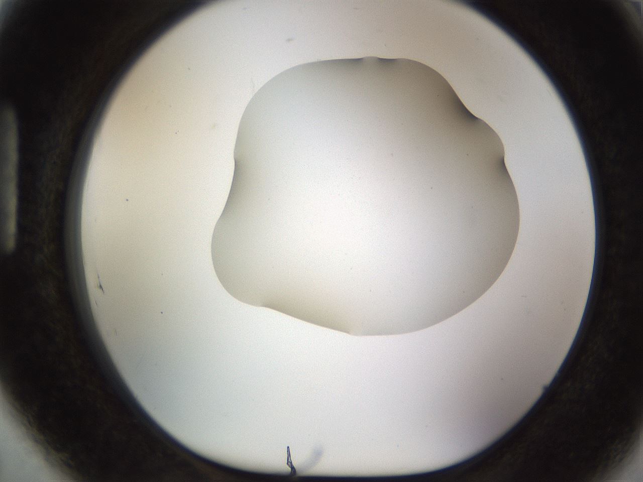 folderID515_plateID1515_batchID5948_wellNum89_profileID1_d1_r96577_ef.jpg