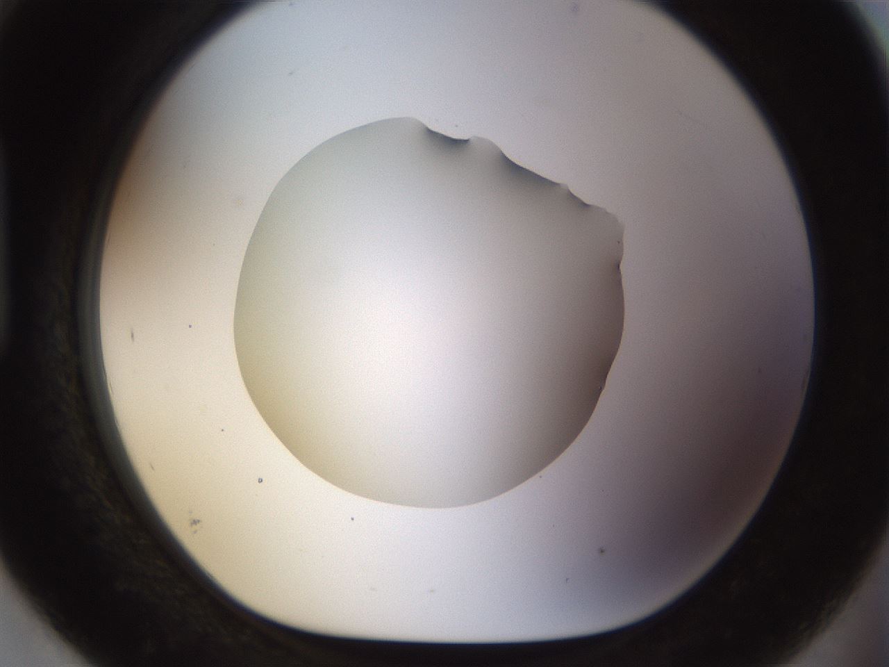 folderID515_plateID1515_batchID5948_wellNum93_profileID1_d1_r96585_ef.jpg