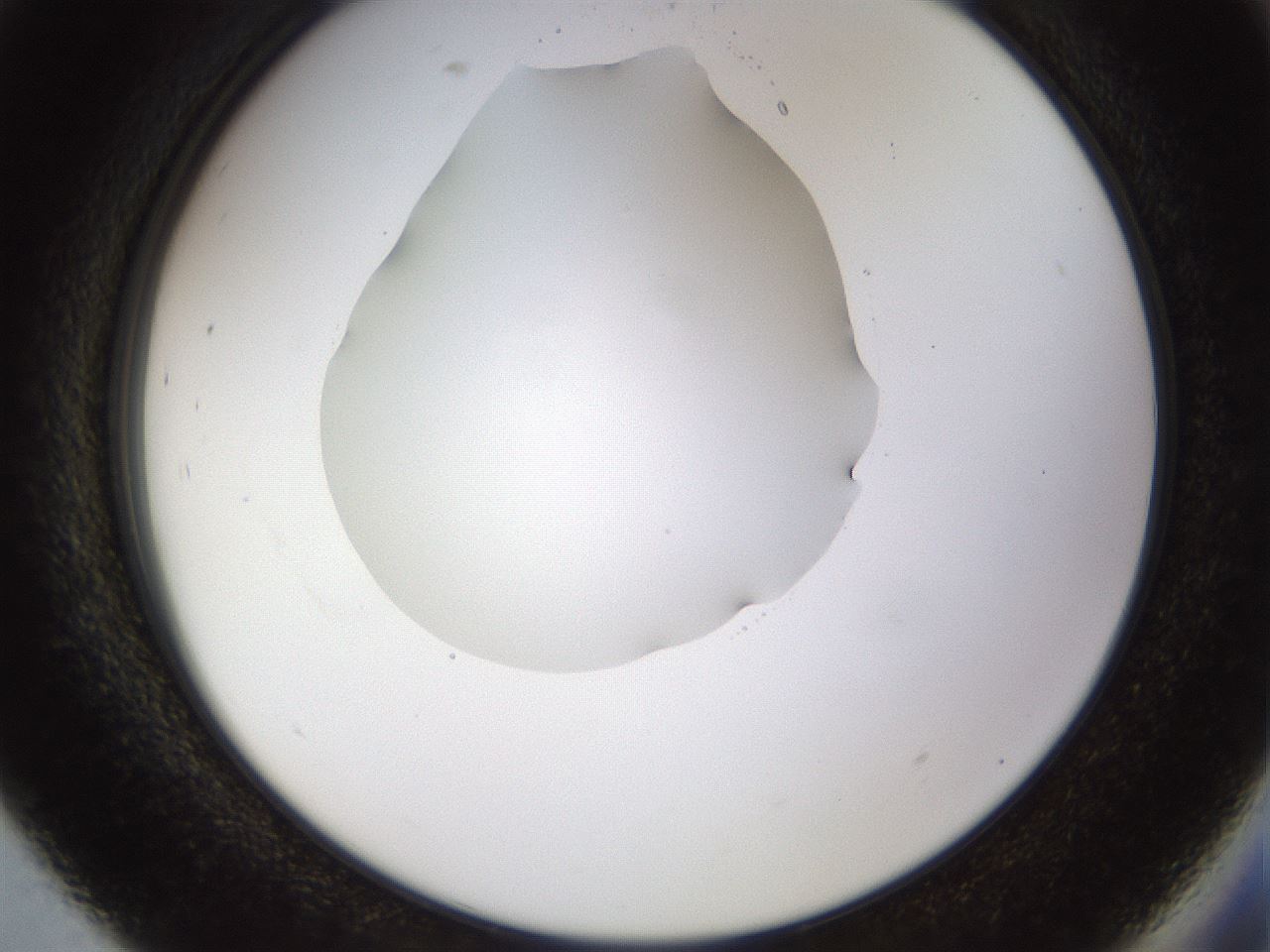 folderID515_plateID1515_batchID5948_wellNum93_profileID1_d2_r96586_ef.jpg