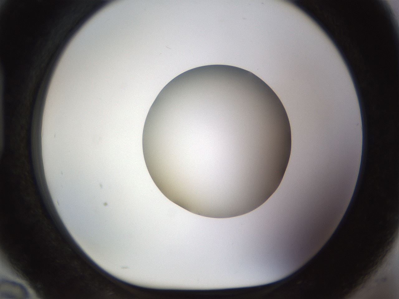 folderID515_plateID1515_batchID5948_wellNum94_profileID1_d1_r96587_ef.jpg