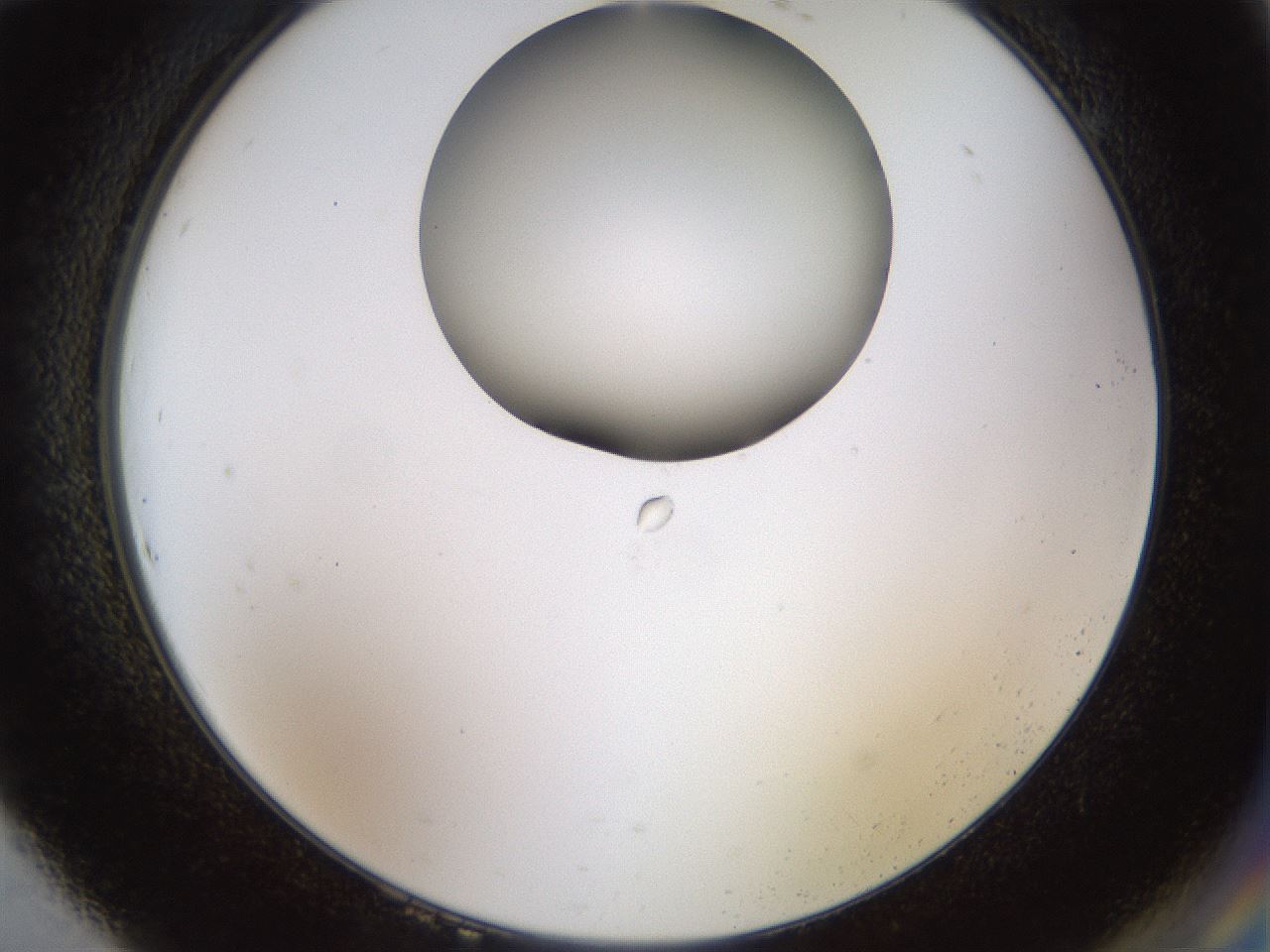 folderID515_plateID1515_batchID5948_wellNum94_profileID1_d2_r96588_ef.jpg