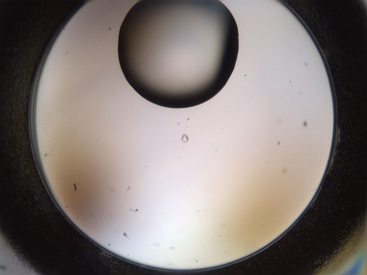 folderID515_plateID1515_batchID5948_wellNum95_profileID1_d2_r96590_ef.jpg