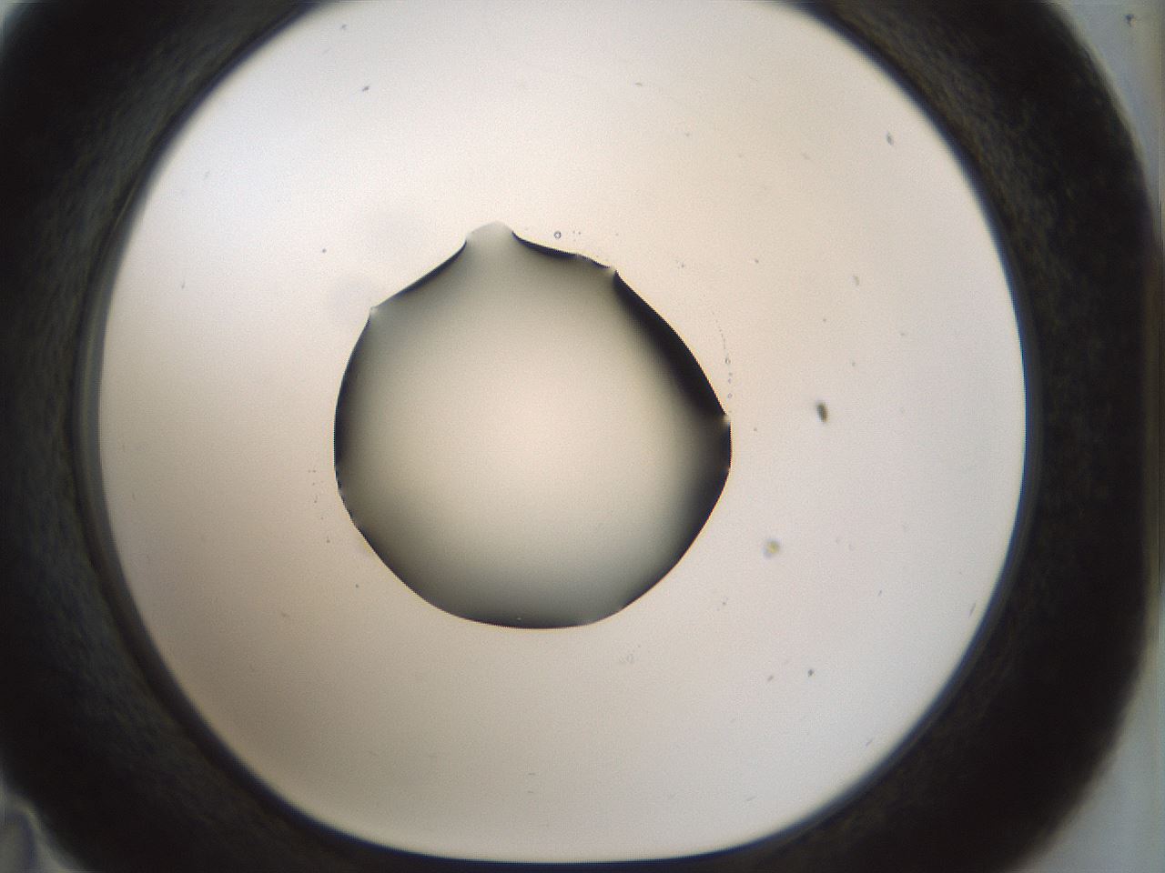 folderID514_plateID1514_batchID5855_wellNum35_profileID1_d1_r96661_ef.jpg