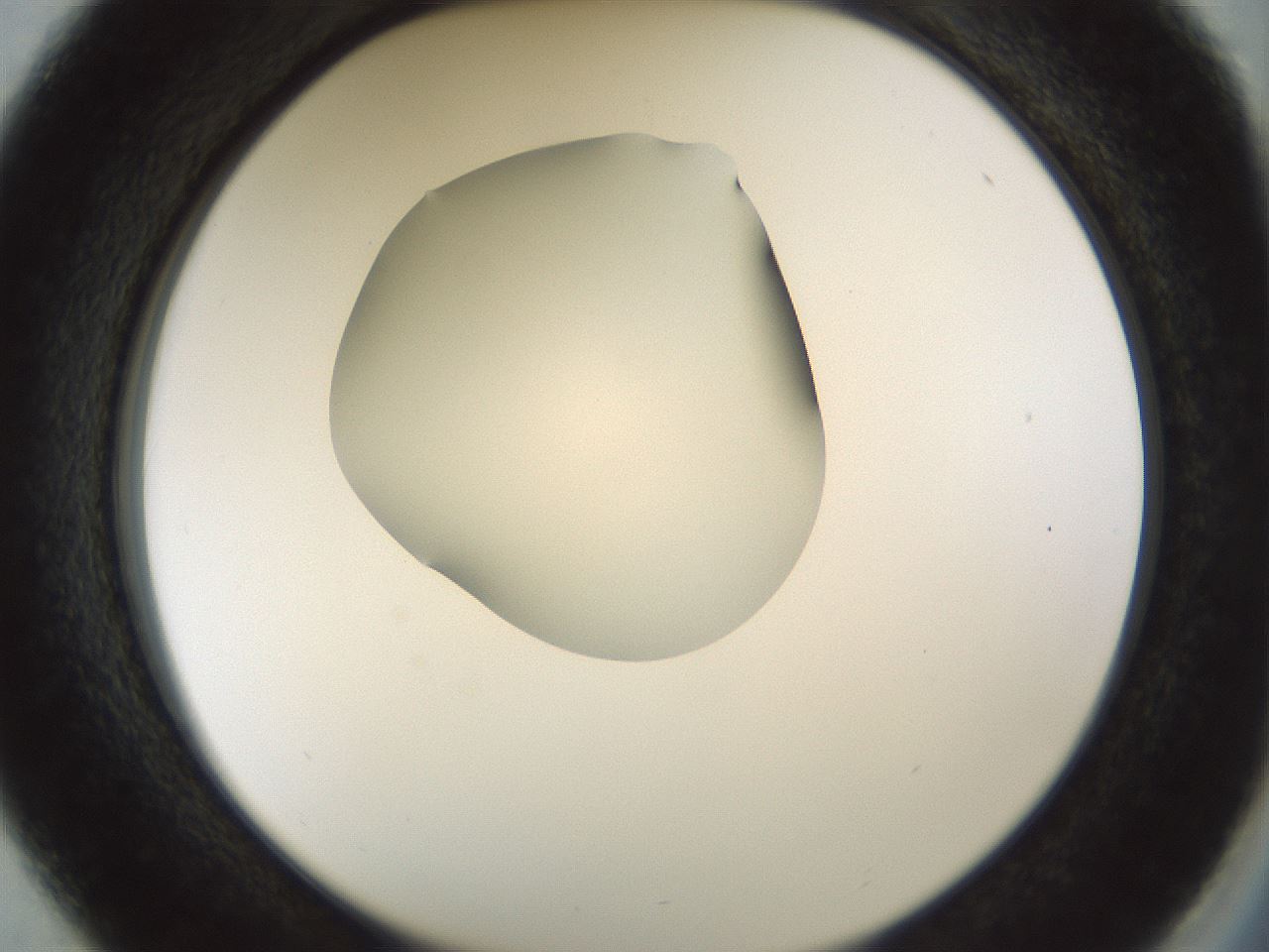 folderID514_plateID1514_batchID5855_wellNum37_profileID1_d2_r96666_ef.jpg