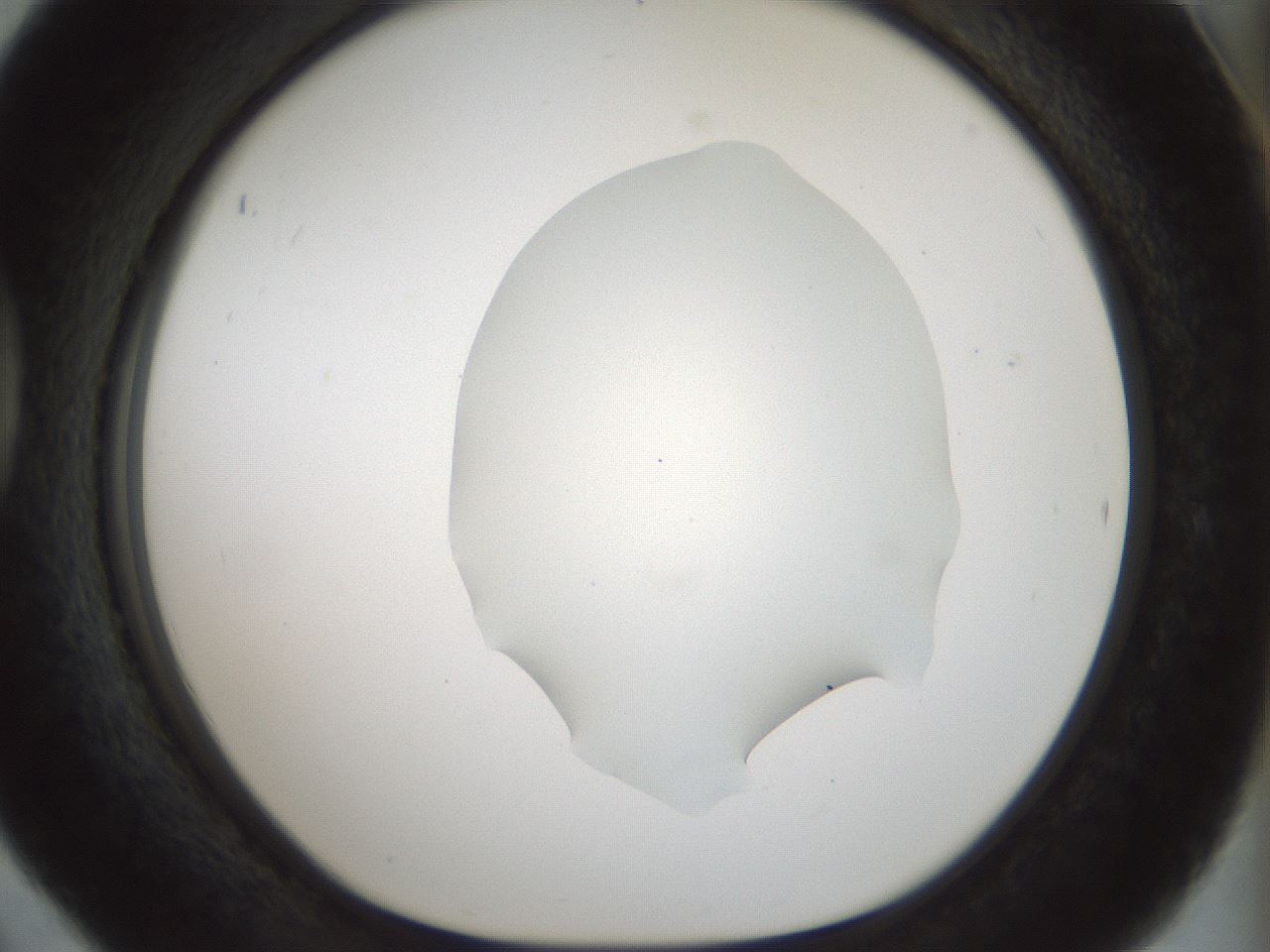 folderID514_plateID1514_batchID5855_wellNum42_profileID1_d1_r96675_ef.jpg