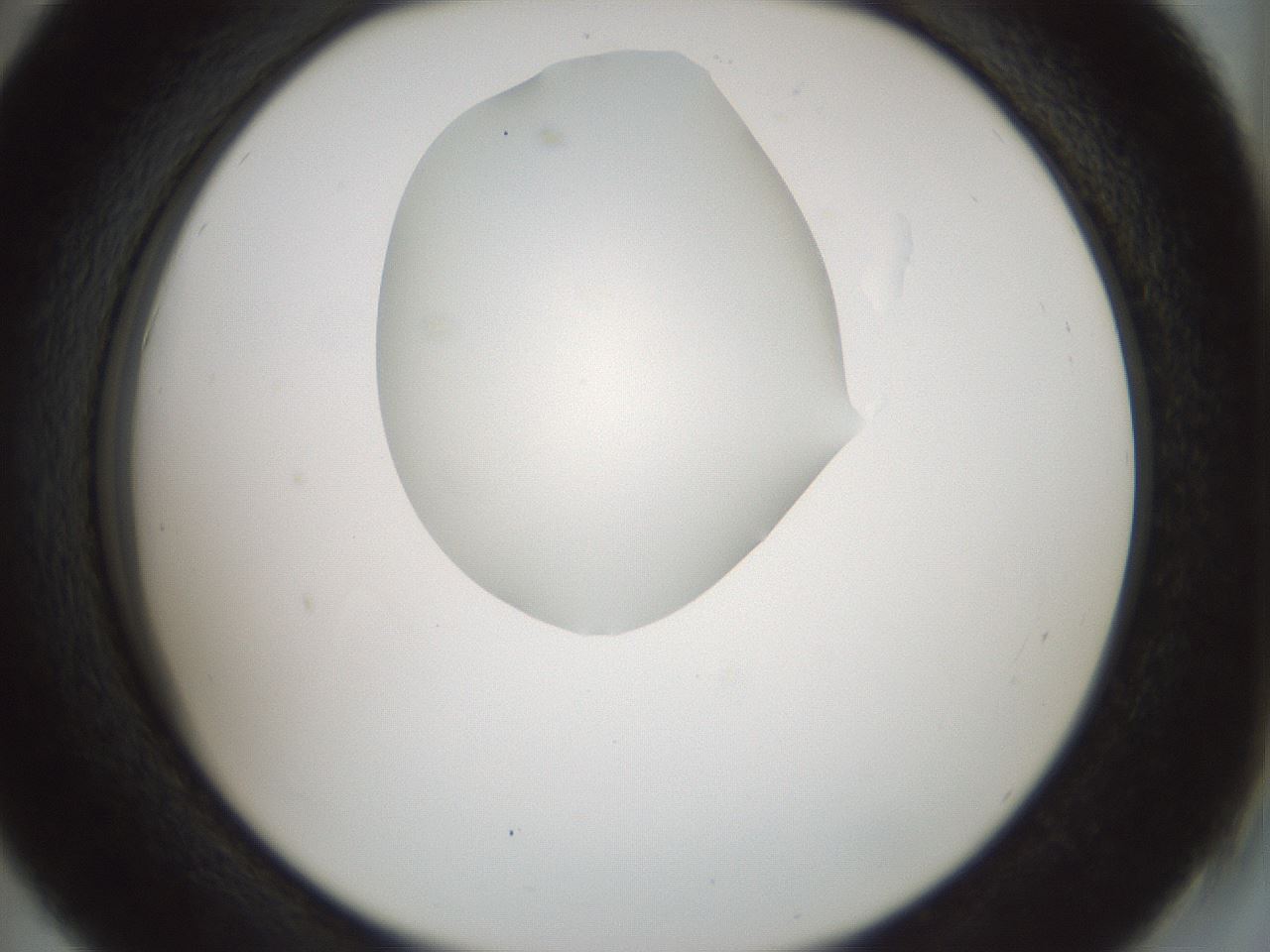 folderID514_plateID1514_batchID5855_wellNum42_profileID1_d2_r96676_ef.jpg