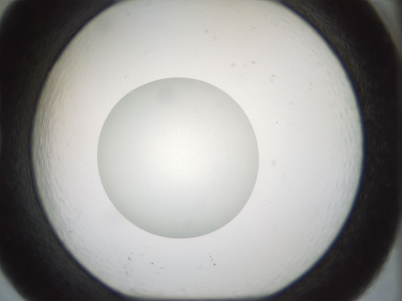 folderID514_plateID1514_batchID5882_wellNum20_profileID1_d1_r96631_ef.jpg
