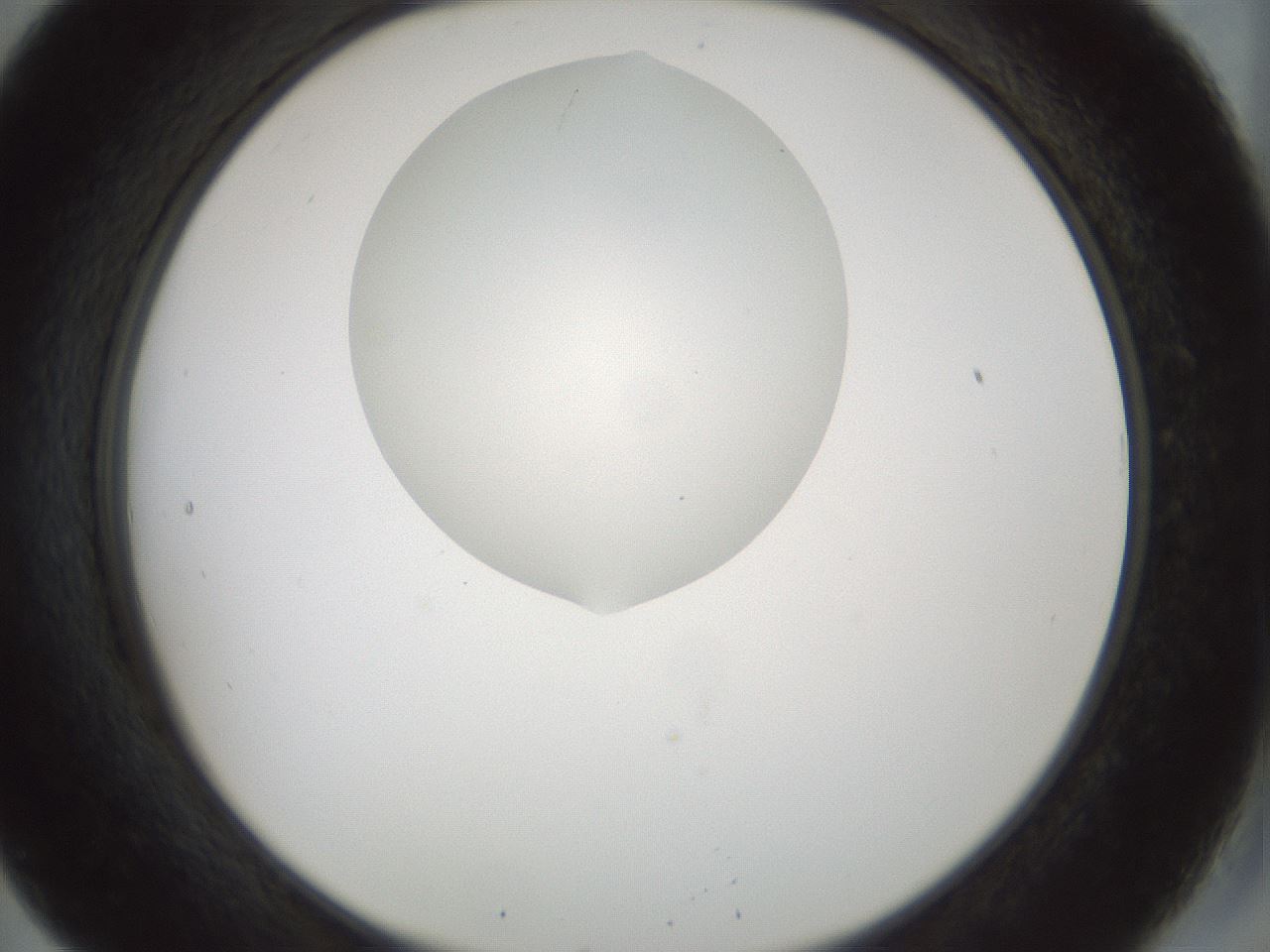 folderID514_plateID1514_batchID5855_wellNum20_profileID1_d2_r96632_ef.jpg