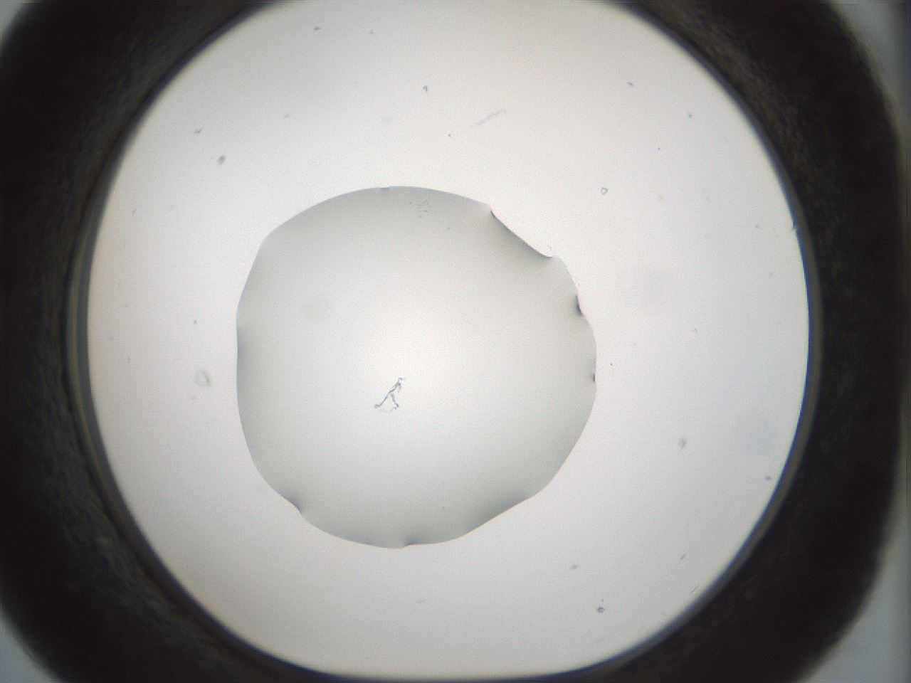 folderID514_plateID1514_batchID5855_wellNum21_profileID1_d1_r96633_ef.jpg