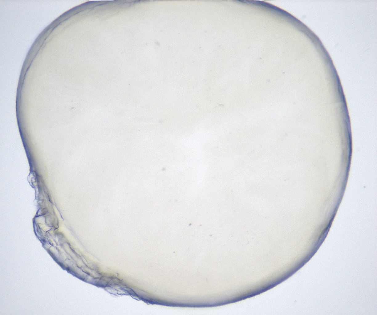 folderID514_plateID2514_batchID12479_wellNum31_profileID1_d1_r189656_ef.jpg