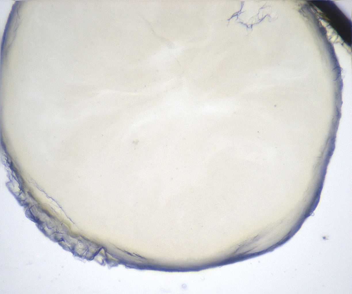 folderID514_plateID2514_batchID12479_wellNum32_profileID1_d1_r189658_ef.jpg