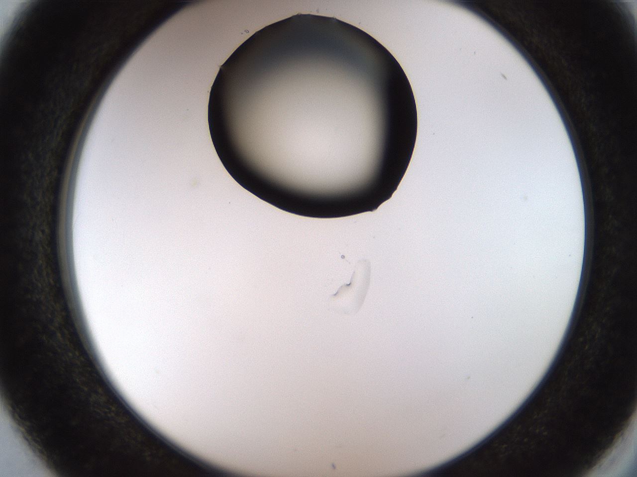 folderID515_plateID1515_batchID5948_wellNum37_profileID1_d2_r96474_ef.jpg