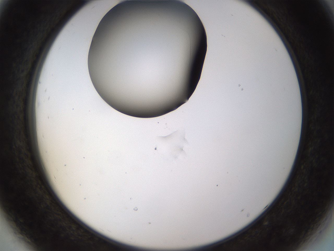 folderID515_plateID1515_batchID5948_wellNum44_profileID1_d2_r96488_ef.jpg