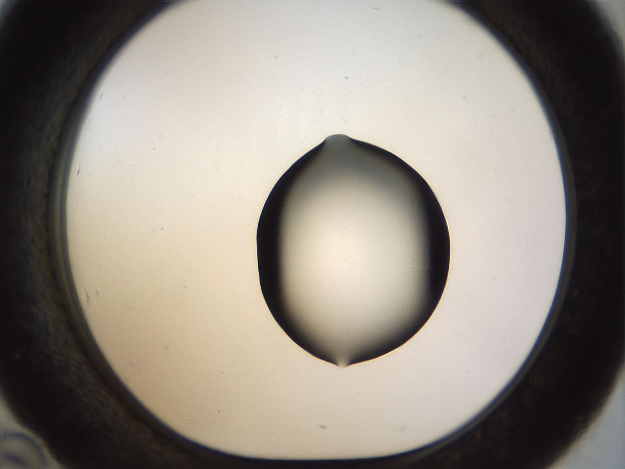 folderID515_plateID1515_batchID5948_wellNum46_profileID1_d1_r96491_ef.jpg