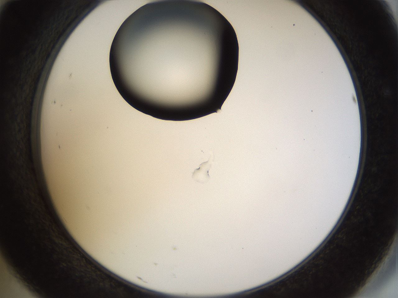 folderID515_plateID1515_batchID5948_wellNum46_profileID1_d2_r96492_ef.jpg