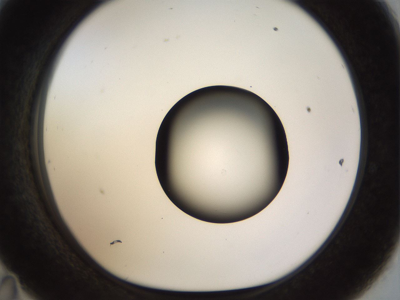 folderID515_plateID1515_batchID5948_wellNum47_profileID1_d1_r96493_ef.jpg