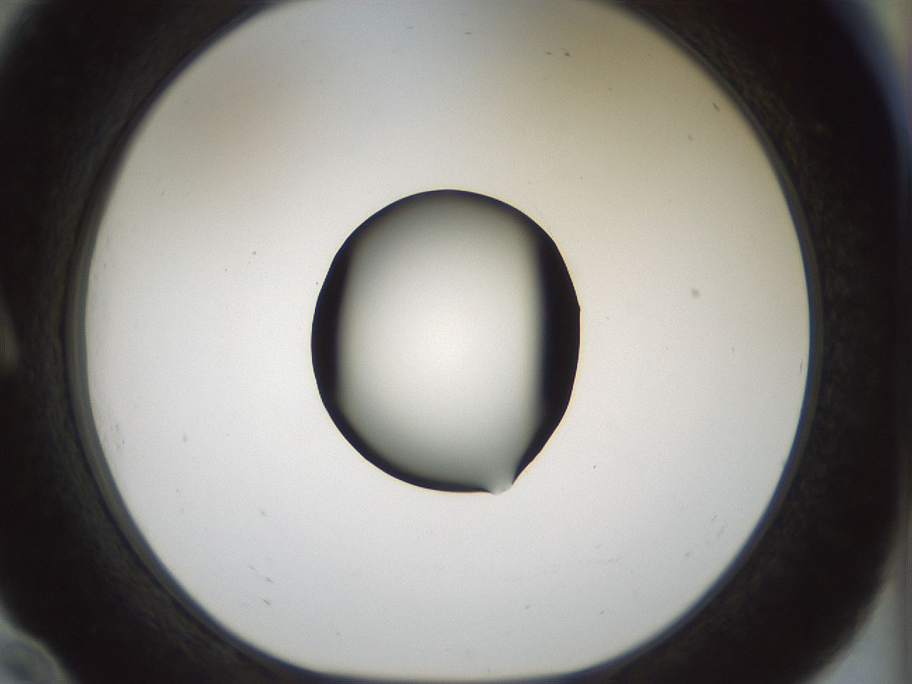 folderID514_plateID1514_batchID5915_wellNum10_profileID1_d1_r96611_ef.jpg