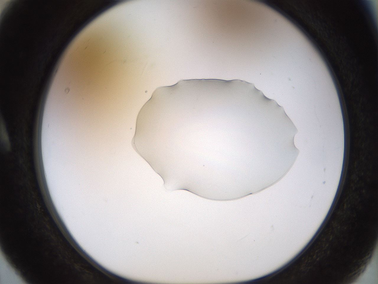 folderID513_plateID1513_batchID5943_wellNum5_profileID1_d1_r95925_ef.jpg