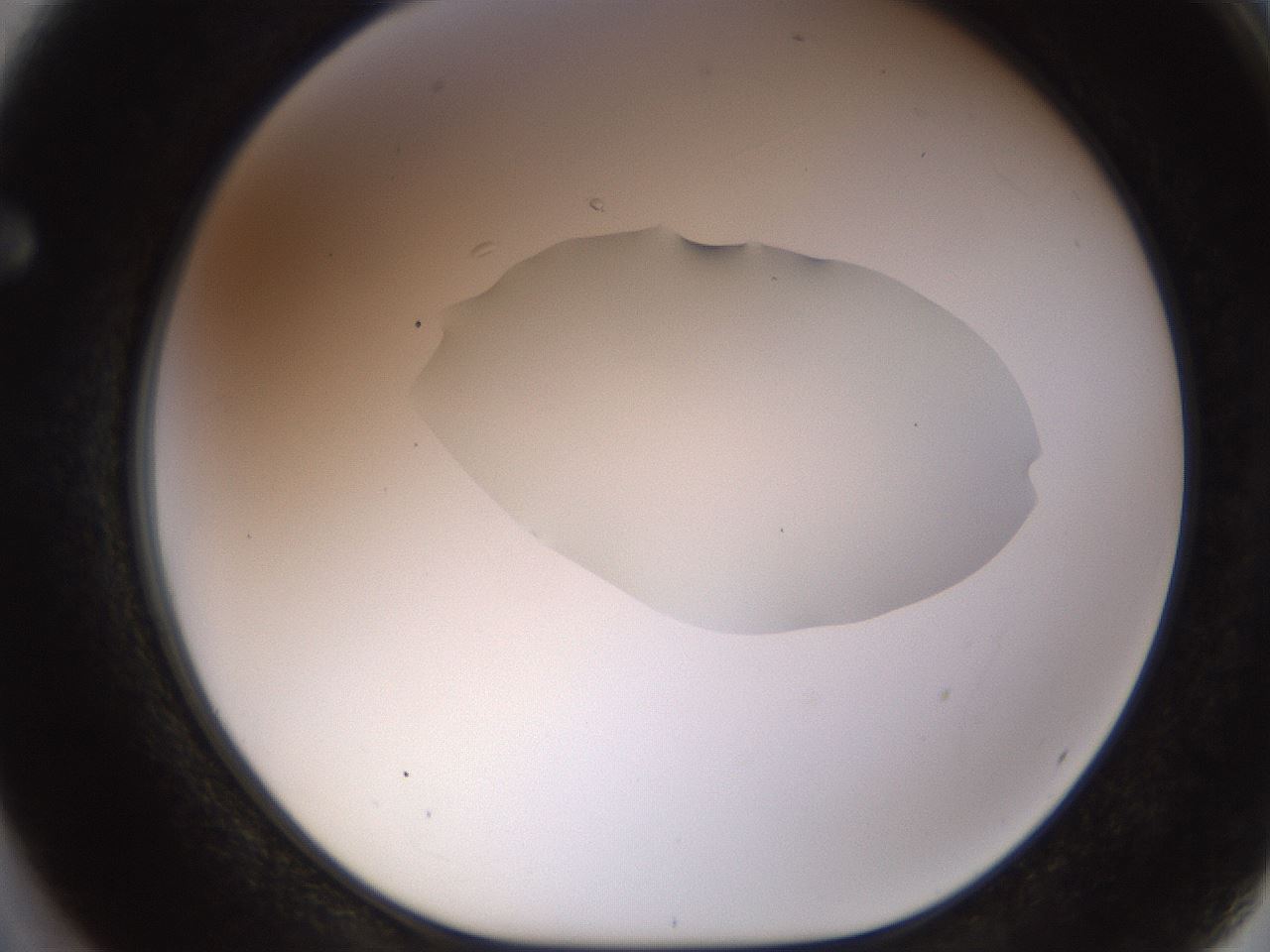 folderID513_plateID1513_batchID5943_wellNum62_profileID1_d1_r95982_ef.jpg