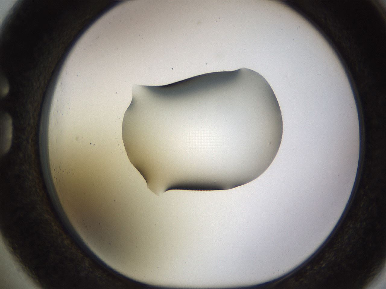 folderID513_plateID1513_batchID5943_wellNum73_profileID1_d1_r95993_ef.jpg