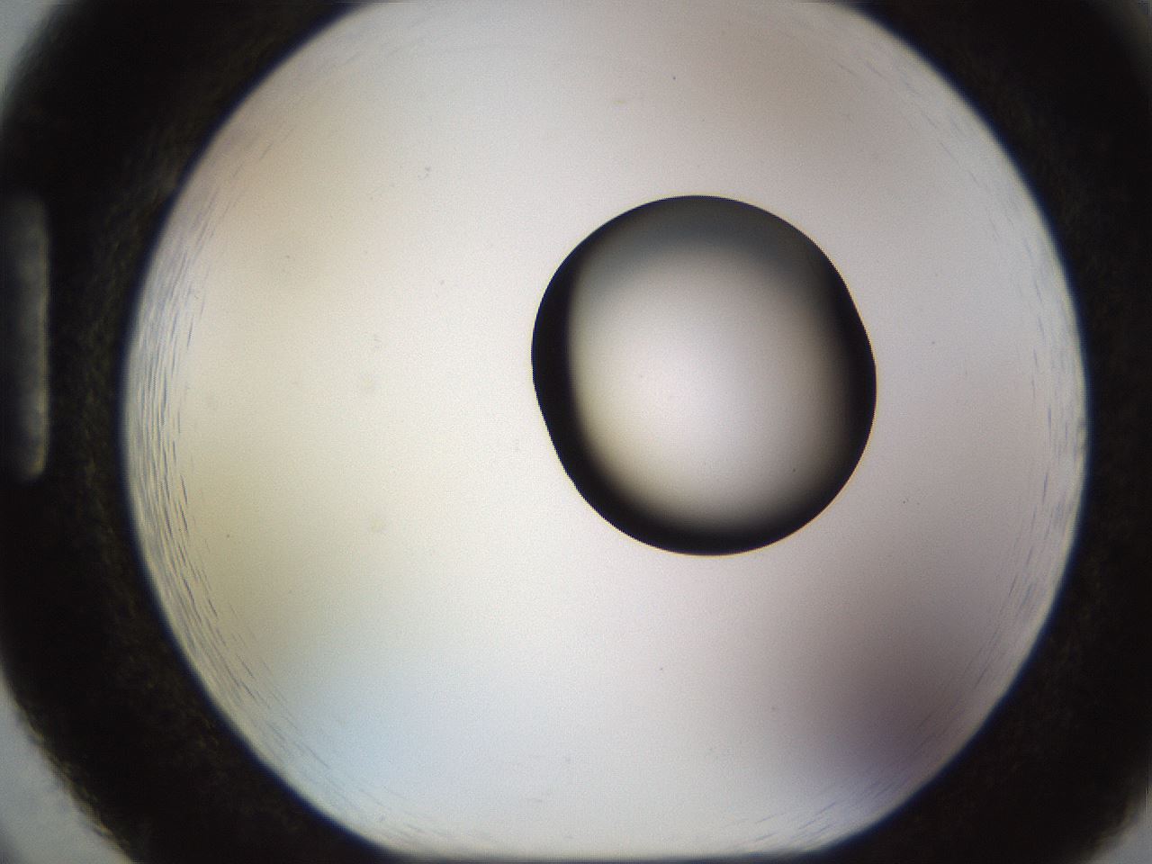 folderID513_plateID1513_batchID5943_wellNum86_profileID1_d1_r96006_ef.jpg