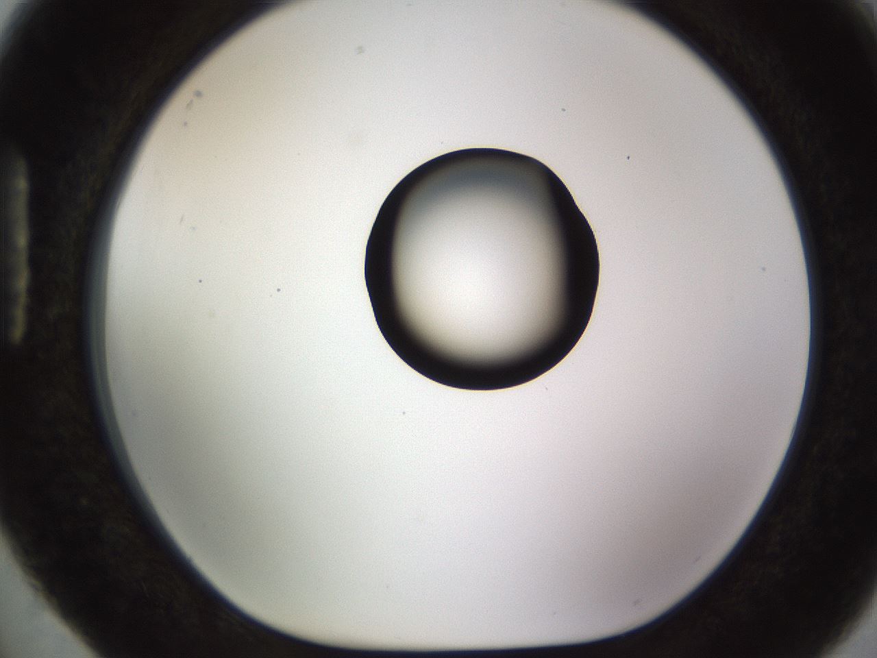 folderID513_plateID1513_batchID5943_wellNum88_profileID1_d1_r96008_ef.jpg