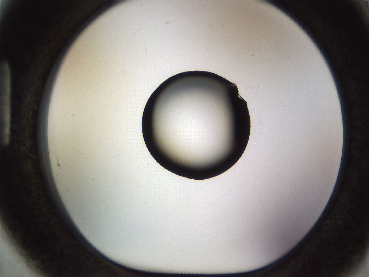 folderID513_plateID1513_batchID5943_wellNum89_profileID1_d1_r96009_ef.jpg