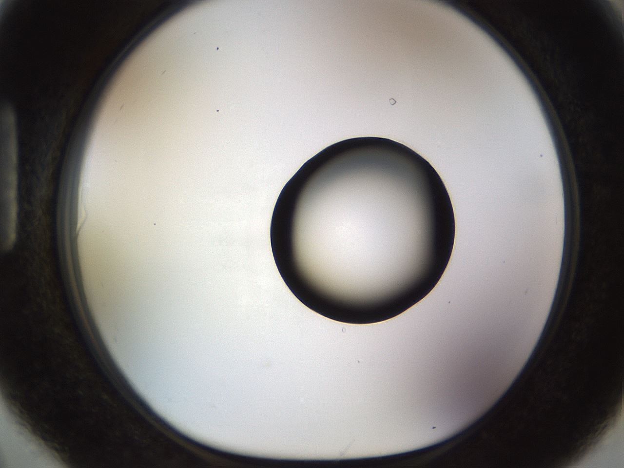 folderID513_plateID1513_batchID5943_wellNum90_profileID1_d1_r96010_ef.jpg