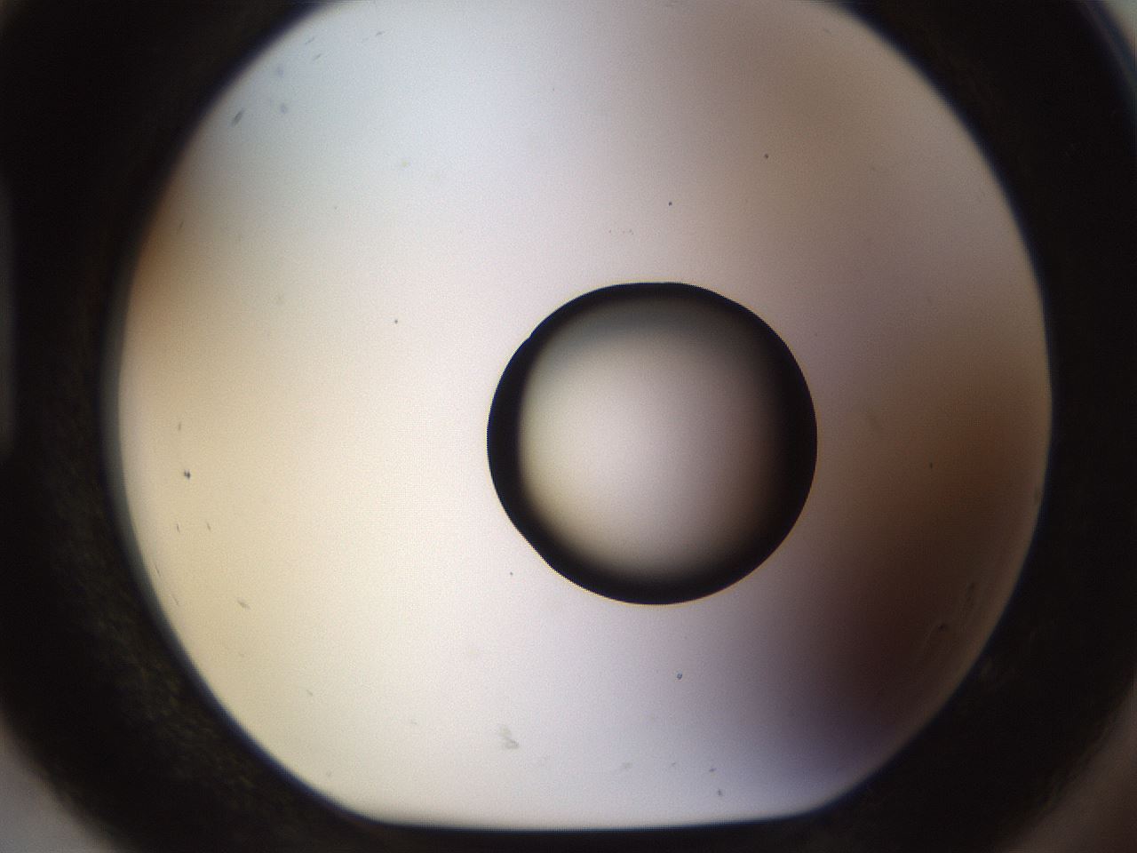 folderID513_plateID1513_batchID5943_wellNum92_profileID1_d1_r96012_ef.jpg