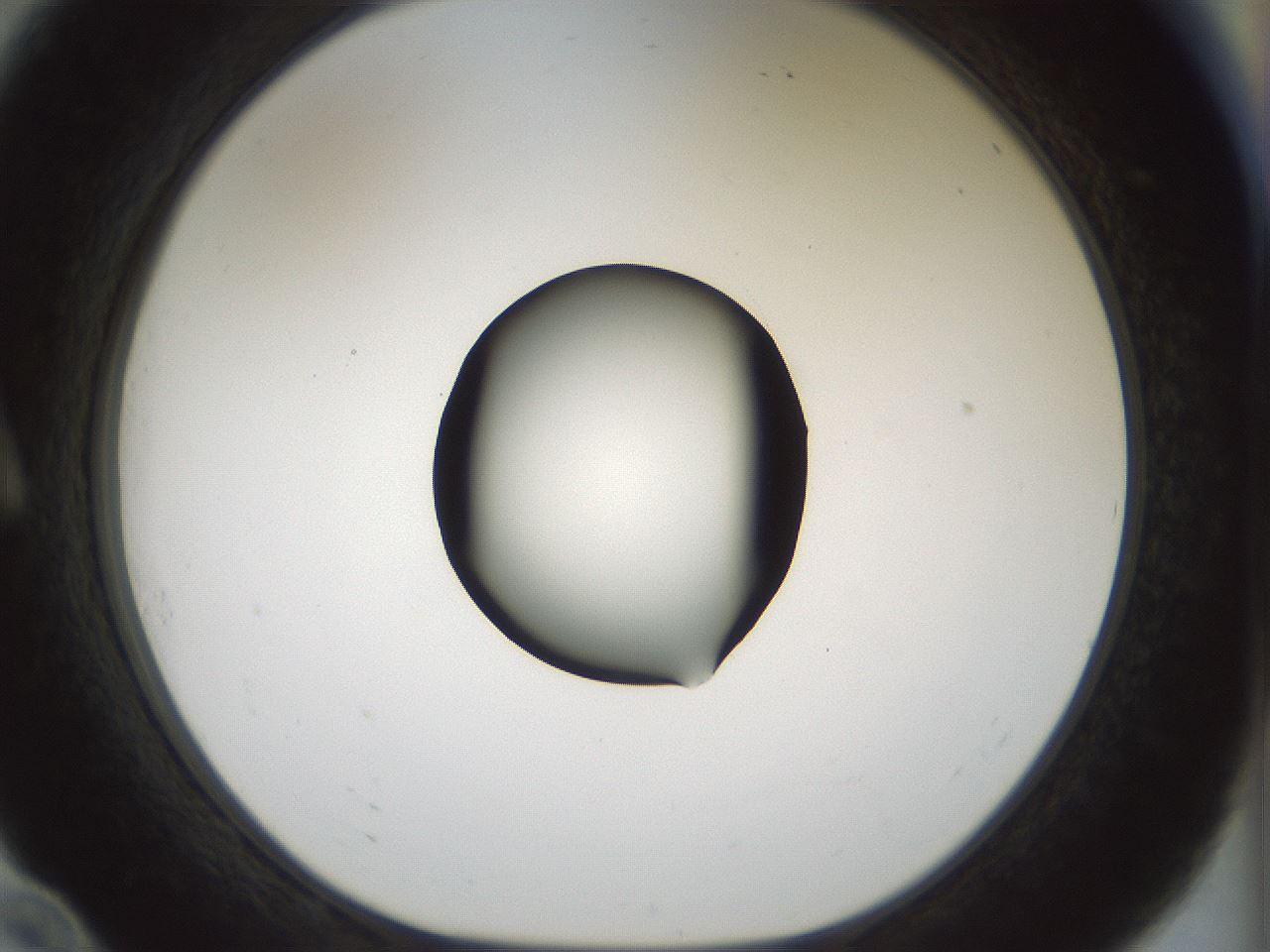 folderID514_plateID1514_batchID5855_wellNum10_profileID1_d1_r96611_ef.jpg