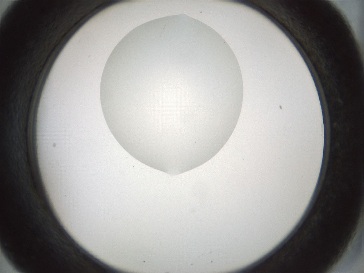 folderID514_plateID1514_batchID5882_wellNum20_profileID1_d2_r96632_ef.jpg