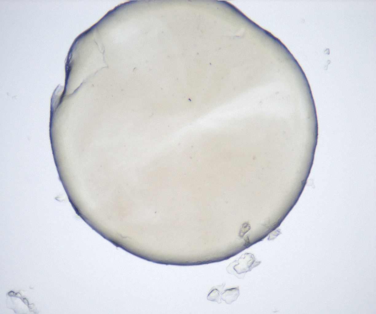 folderID515_plateID2515_batchID12484_wellNum1_profileID1_d1_r190940_ef.jpg