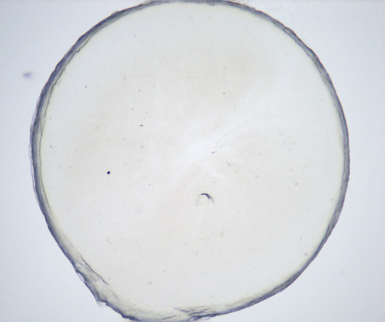folderID515_plateID2515_batchID12484_wellNum20_profileID1_d1_r190978_ef.jpg