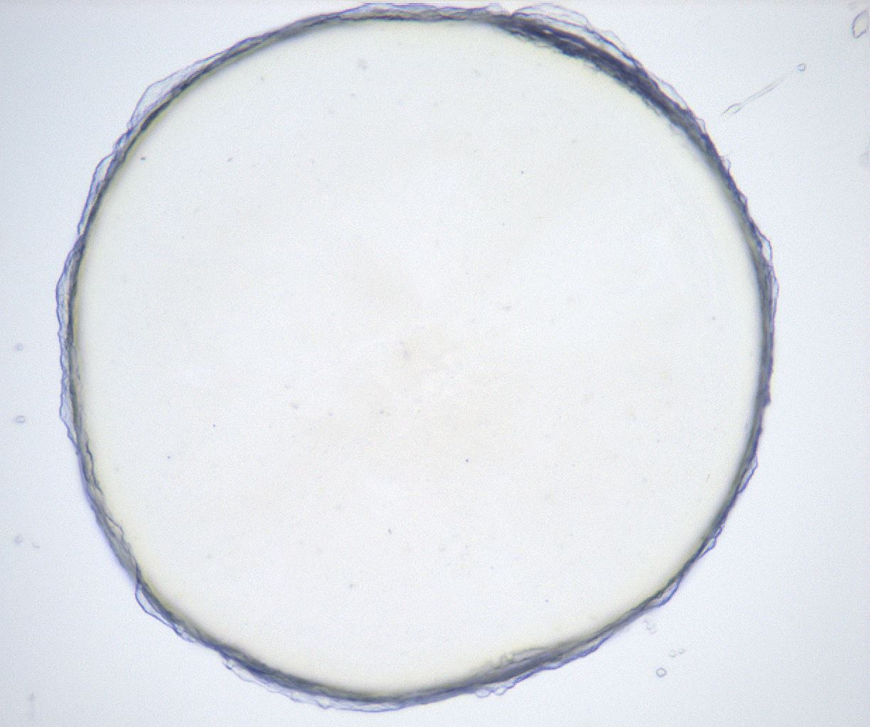 folderID515_plateID2515_batchID12484_wellNum32_profileID1_d1_r191002_ef.jpg