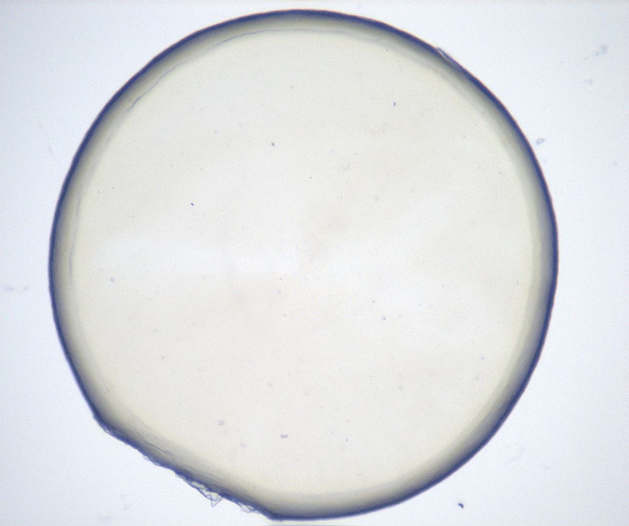 folderID515_plateID2515_batchID12484_wellNum34_profileID1_d1_r191006_ef.jpg
