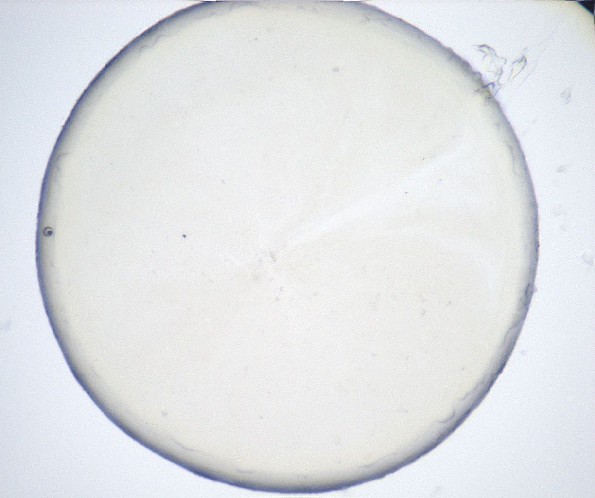 folderID515_plateID2515_batchID12484_wellNum44_profileID1_d1_r191026_ef.jpg