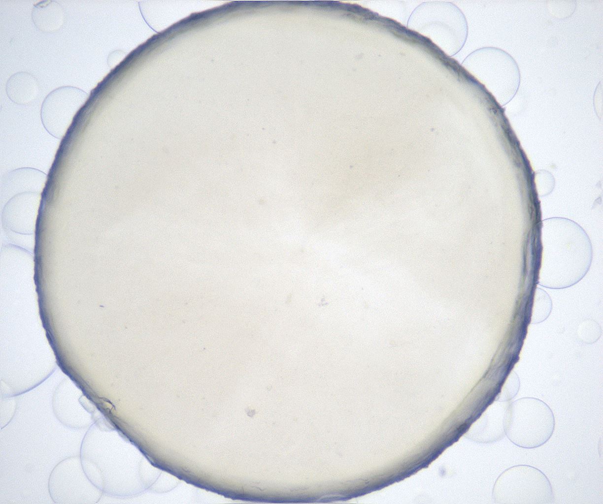 folderID515_plateID2515_batchID12484_wellNum46_profileID1_d1_r191030_ef.jpg